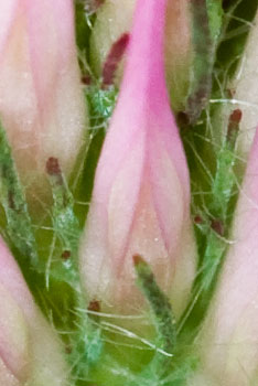 Crop from macro image