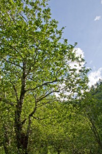 Underexposed tree