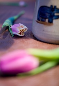 DoF flower photo